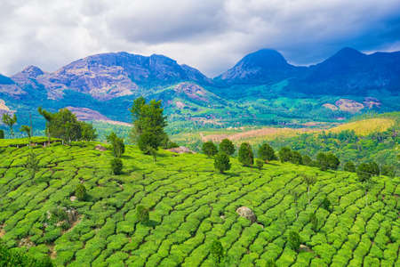 beautiful scenery of India with hills and mountains, green tea plantations and blue sky, Kerala, Munnar, Indiaの写真素材