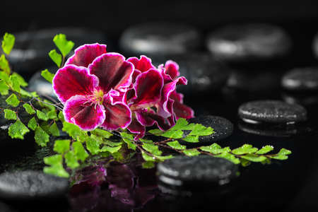 beautiful spa concept of geranium flower and green leaves fern on black zen stones with drops, Royal Pelargoniumの写真素材