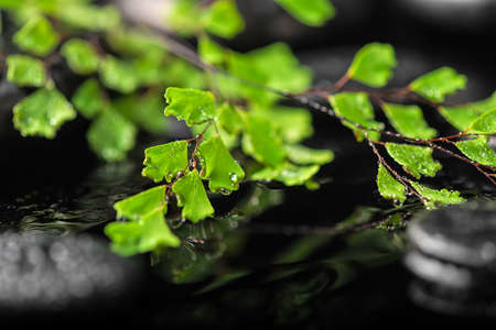 close up of beautiful spa concept green twig Adiantum fern on zen basalt stones with dew in waterの写真素材