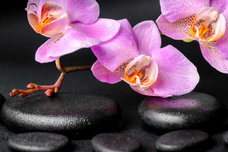 Beautiful spa concept of zen massaging stones with drops, lilac orchid (phalaenopsis) and green leaf on black background, close upの写真素材