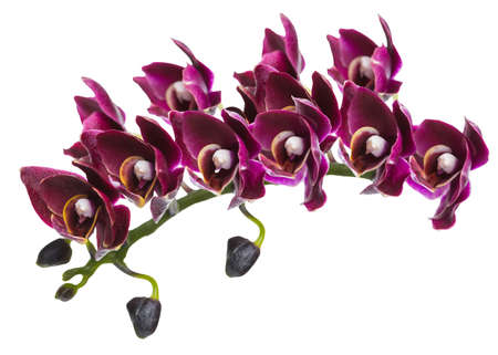 blossoming beautiful branch in shades of small dark red orchid, phalaenopsis is isolated on white background, close upの写真素材