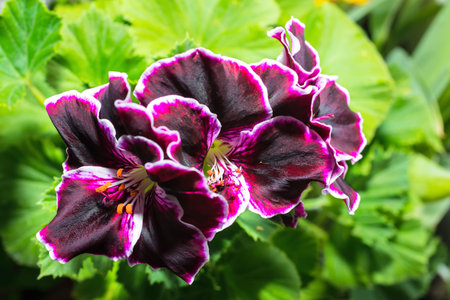 beautiful blooming velvet purple geranium flower with green leaves. Royal Pelargonium Elegance...
