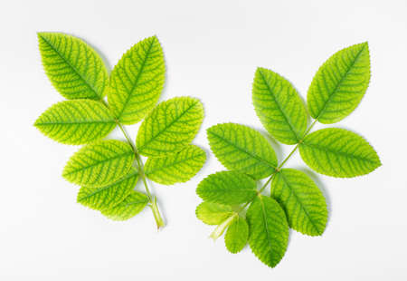 flat lay of green leaf with veins of rose on white backgroundの写真素材