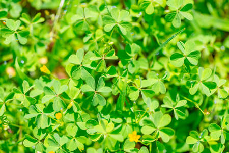 meadow with green leaves and flowers of shamrock plant in sunny day like background, St Patricks conceptの写真素材