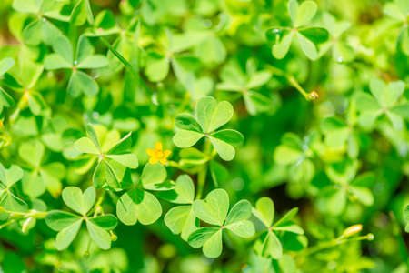 close up of leaves shamrock plant in sunny day like background, St Patricks conceptの写真素材