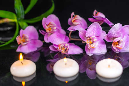 spa composition of purple orchid (phalaenopsis), candles, green leaves and black zen stones with drops on water with reflectionの写真素材