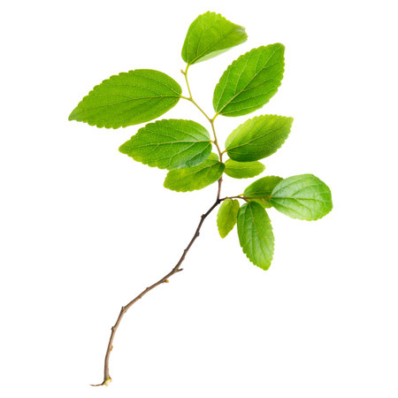 young green twig isolated on white background, close upの写真素材