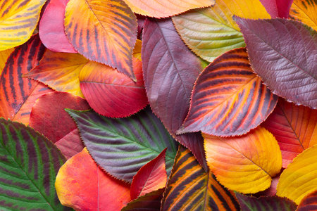 top view of red, green and yellow sakura leaves like background, Japanese autumn concept