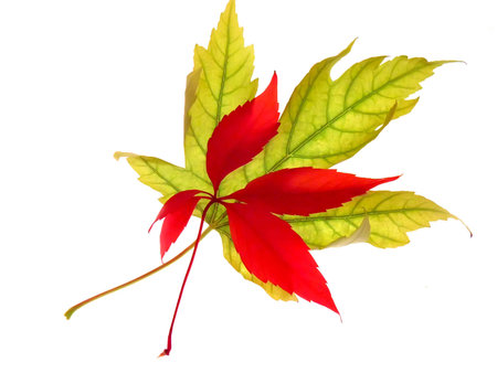 Red and green maple leaf in isolation.