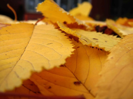 autumn leaves big cherry on the cut