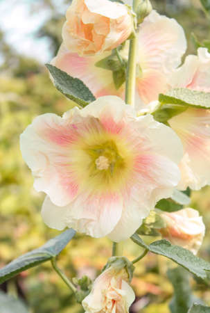 pink gladiolus in the garden on sunny dayの写真素材