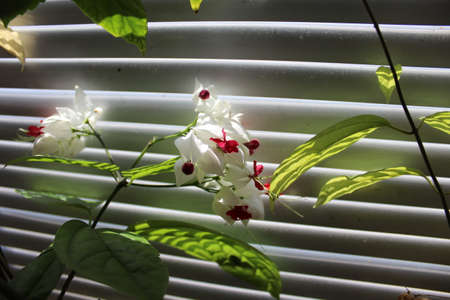 Flower In An Unusual Lightの写真素材