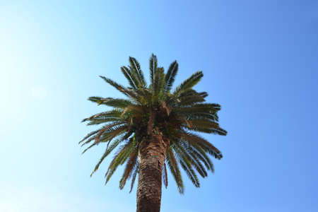 Palmaの写真素材