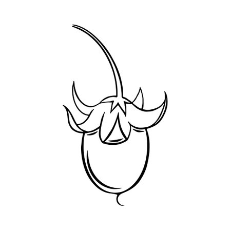 Joojoba seed hand drawn icon. Natural cosmetic oil ingredient isolated on white background. Vector illustration.のイラスト素材