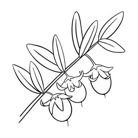 Jojoba branch with seeds isolated on white background. Natural oil ingredients sketched art. Vector illustration.のイラスト素材