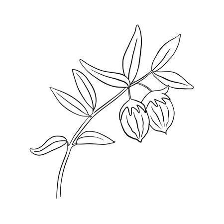 Hand drawn jojoba branch with leaves and fruit. Black line art on white background. Vector illustration.のイラスト素材