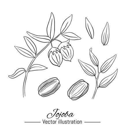 Jojoba plant hand drawn collection. Kernel and leaves on white background. Vector illustration.のイラスト素材