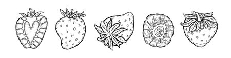 Hand drawn strawberry collection isolated on white background. Vector illustration.のイラスト素材