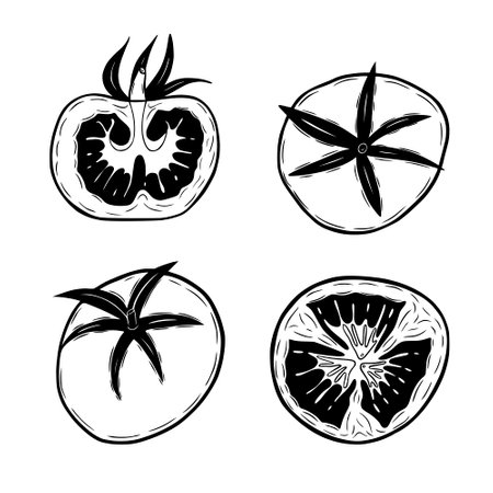 Hand drawn tomatoes collection isolated on white background. Vector illustration.のイラスト素材