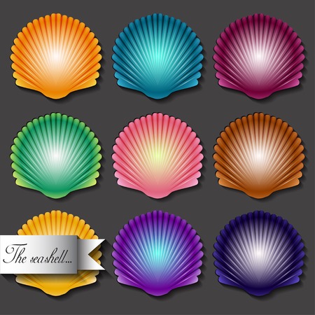Sea scallop seashell set icon  V のイラスト素材