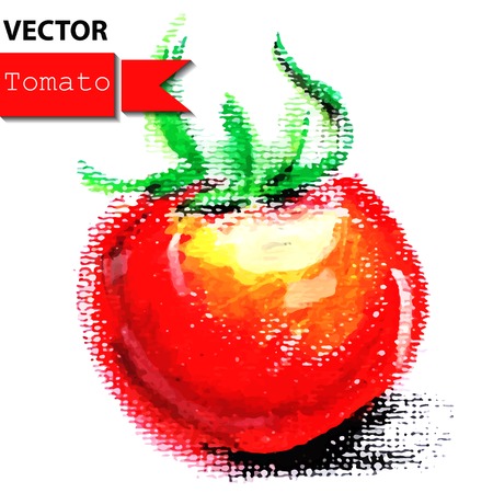 Tomato vegetable on white background  Vector illustrationのイラスト素材