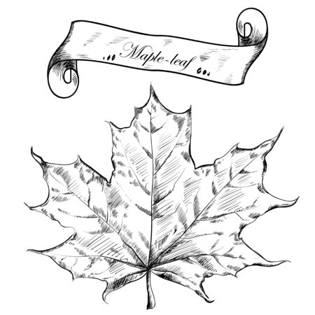 Autumn highly detailed hand drawn maple leaf. Vector EPSのイラスト素材