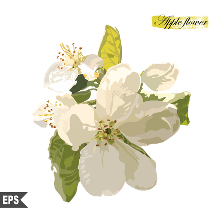 Isolated flower on a white background. Vector illustration.のイラスト素材