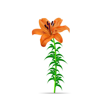 illustration with orange lily flower isolated on white background. Vector. EPSのイラスト素材