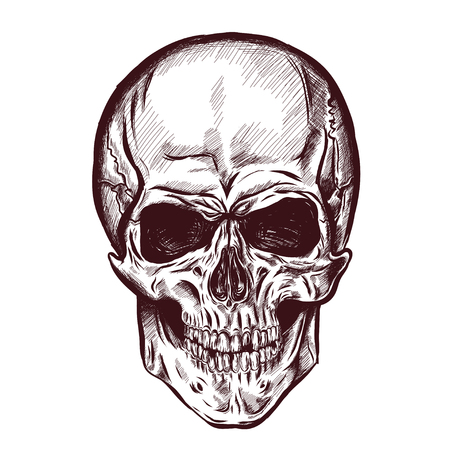 hand drawn anatomy skull with different tones and lines. Vectorのイラスト素材