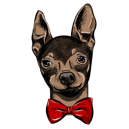 Hand Drawn Fashion Illustration with the bow tie english Toy Terrier, in colors.のイラスト素材