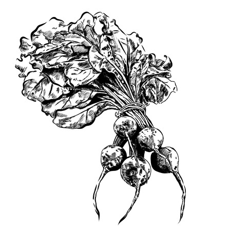 vector black hand drawn illustration of beet.のイラスト素材
