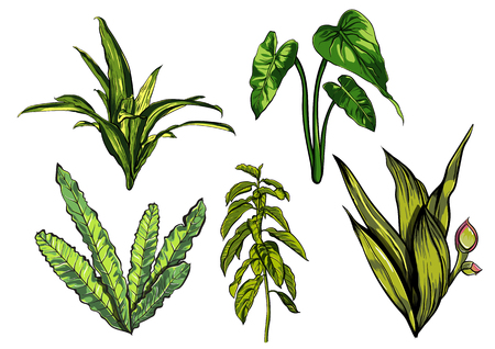 Tropical leaves, dense jungle collection hand painted pattern.のイラスト素材