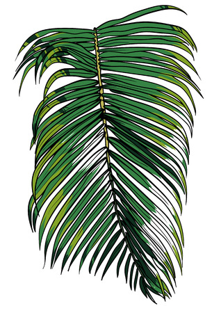 tropical palm leafのイラスト素材