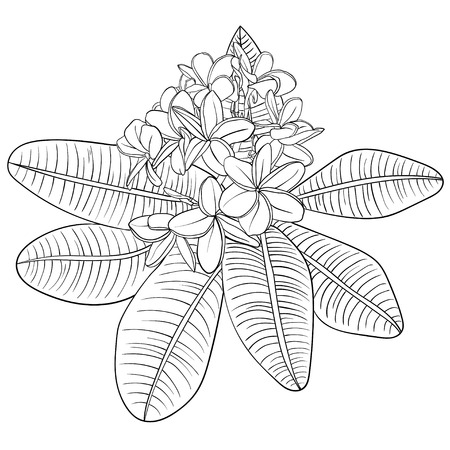Illustration with plumeria Flowers and Frangipani. linearのイラスト素材