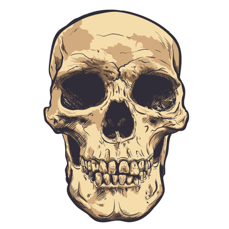 Human Skull Vector Art. Hand drawn illustration.のイラスト素材