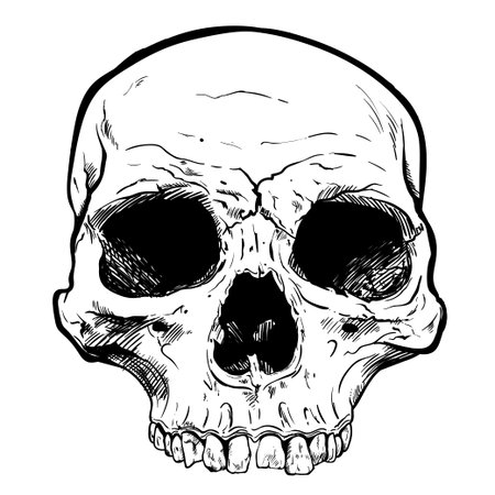 Human Skull Vector Art. Detailed hand drawn illustration of skull on white background.のイラスト素材