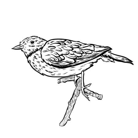Hand drawn vector bird on white sitting on a branchのイラスト素材