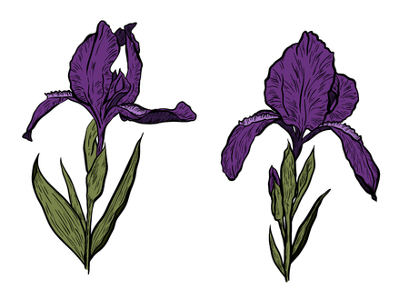 Hand-drawn iris set in vector on white backgroundのイラスト素材