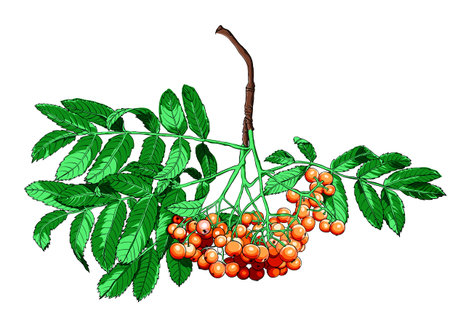 Hand drawn rowan tree isolated on white background.のイラスト素材