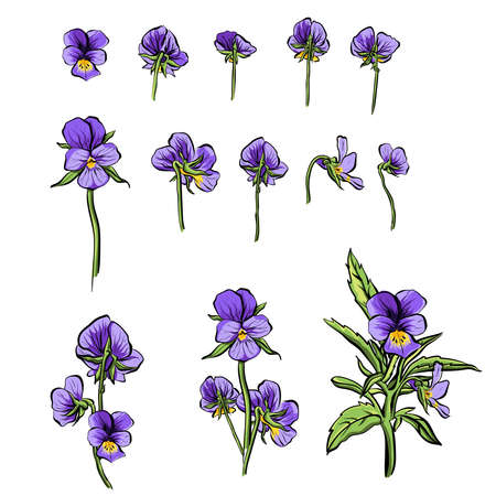 Violet forget-me-nots flower vector illustration colection set.のイラスト素材
