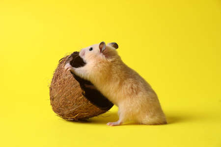 Cute Syrian hamster with coconut peel on yellow backgroundの写真素材