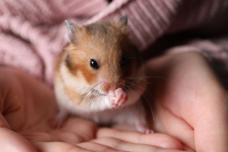 Owner holding cure Syrian hamster on hands closeupの写真素材