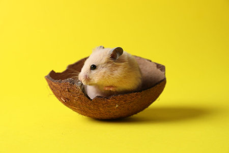 Cute Syrian hamster with coconut peel on yellow background