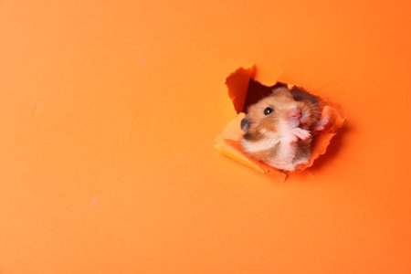 Funny Syrian hamster looking out of hole in orange paper, closeup. Space for textの写真素材