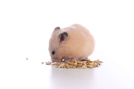 Adorable Syrian hamster eats food on white backgroundの写真素材