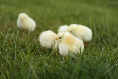 Group of cute little chickens in lush green grassの写真素材