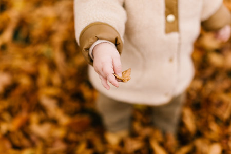 Toddler boy holds dry leaf walking in autumn park closeup. Child plays with fallen foliageの写真素材