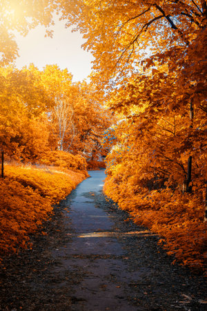Empty road across golden autumn park on sunny day. Amazing fall seasonの写真素材