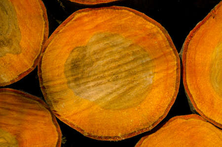 new woodpile background and textureの写真素材