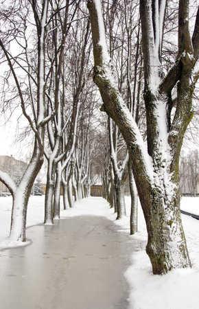 winter tree alley perspective with snowの写真素材